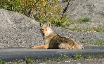 BOY MOTHER ATTACKED BY COYOTE