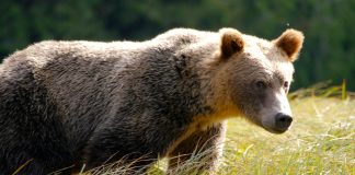 MONTANA GRIZZLY BEAR RELOCATED