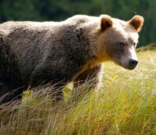 MONTANA GRIZZLY BEAR RELOCATED