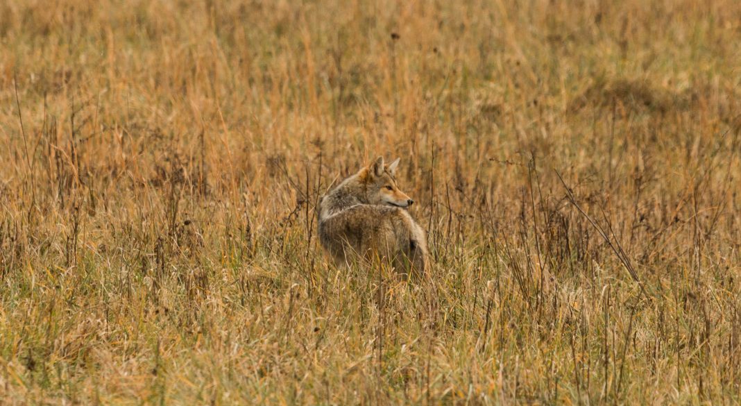 ETHICS OF COYOTE HUNTING CONTESTS BEING QUESTIONED