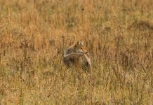 ETHICS OF COYOTE HUNTING CONTESTS BEING QUESTIONED