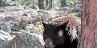 BEAR INCIDENTS IN UTAH ALMOST DOUBLED SINCE 2018