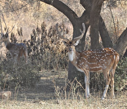 2022 AXIS DEER APPLICATION PERIOD OPENS SOON