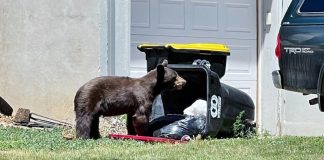 BEAR CONFLICTS INCREASED IN 2022