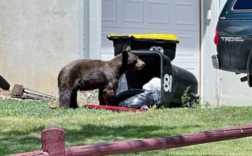 BEAR CONFLICTS INCREASED IN 2022
