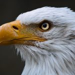 ALMOST HALF OF ARIZONAS BALD EAGLES ARE AFFECTED BY LEAD POISONING