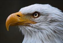 ALMOST HALF OF ARIZONAS BALD EAGLES ARE AFFECTED BY LEAD POISONING