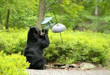 CHARGES FILED KILLING INTRUDING BEAR