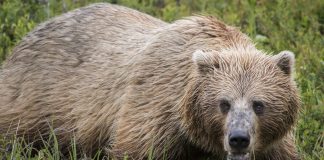 HUNTERS TO USE BEAR SPRAY INSTEAD OF KILLING GRIZZLY BEAR