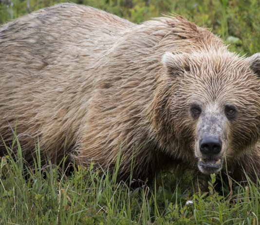 HUNTERS TO USE BEAR SPRAY INSTEAD OF KILLING GRIZZLY BEAR