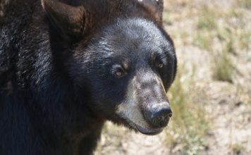 UTAH BLACK BEAR