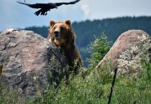HIKER KILLED BY GRIZZLY IN MONTANA