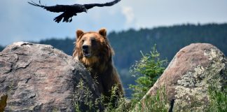 HIKER KILLED BY GRIZZLY IN MONTANA