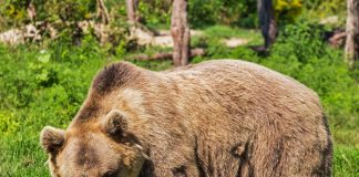 ACTIVIST GROUP SUES TO MOVE GRIZZLIES TO NEW HOME
