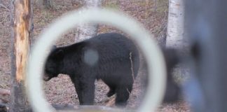 DETERMINING WHAT MAKES A BEAR HUNT MEMORABLE