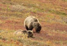 69-YEAR OLD MAN ATTACKED BY GRIZZLY