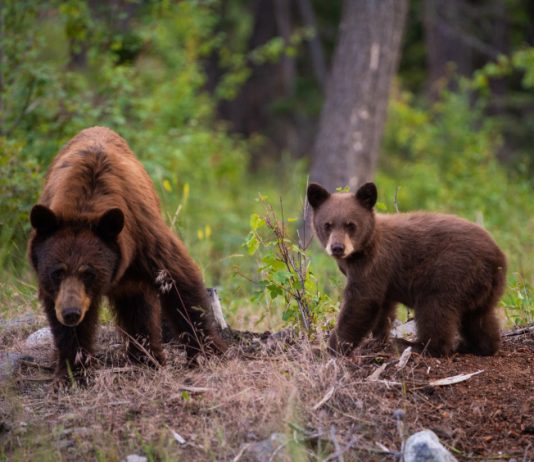 THREE ORPHANED BEARS RELEASED INTO THE WILD