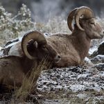 NORTH DAKOTA BIGHORN SHEEP TAG NUMBERS INCREASED