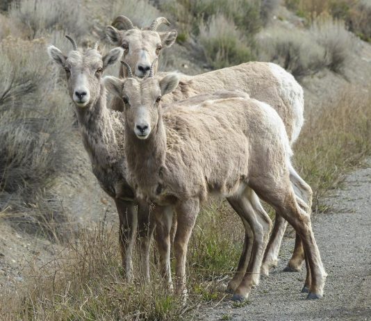 BIGHORN SHEEP NUMBERS INCREASE IN NORTH DAKOTA