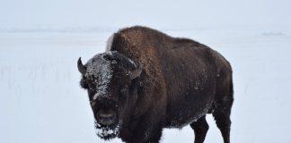 YELLOWSTONE TO CULL 500 - 700 BISON