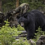 BLACK BEAR POACHERS WILL SERVE FULL SENTENCE
