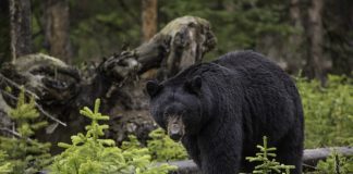 BLACK BEAR POACHERS WILL SERVE FULL SENTENCE
