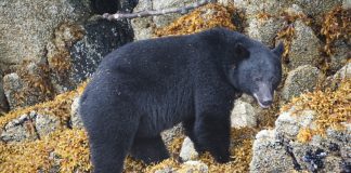 10 BLACK BEAR HUNTING CARTRIDGES