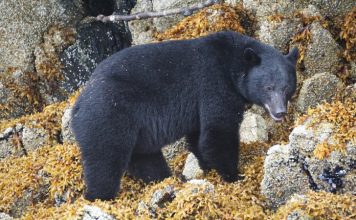 10 BLACK BEAR HUNTING CARTRIDGES