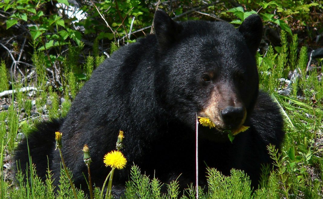 MISSOURI TO HOLD FIRST EVER BLACK BEAR HUNT