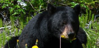 MISSOURI TO HOLD FIRST EVER BLACK BEAR HUNT
