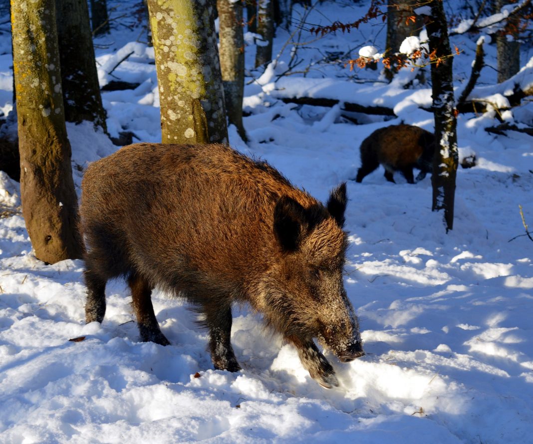 FERAL PIGS IN MONTANA