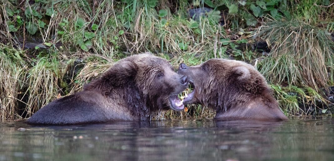 GRIZZLY BEAR ATTACKS BIOLOGIST IN MONTANA