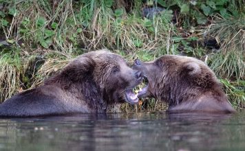 GRIZZLY BEAR ATTACKS BIOLOGIST IN MONTANA