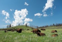 HERD OF 4 BISON EUTHANIZED