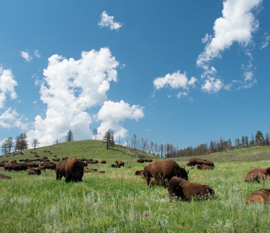 HERD OF 4 BISON EUTHANIZED