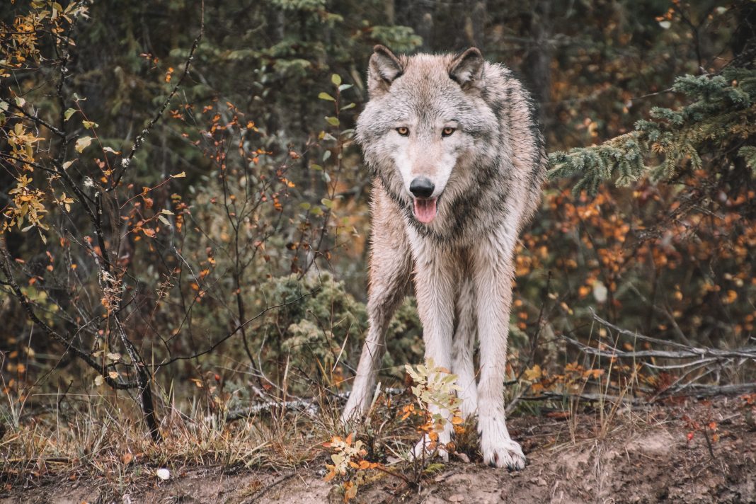 YELLOWSTONE WOLVES: 25 YEARS LATER