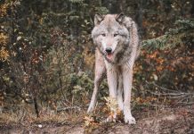 YELLOWSTONE WOLVES: 25 YEARS LATER
