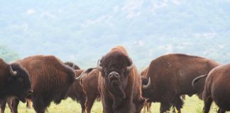 YELLOWSTONE TO REMOVE 900 BISON