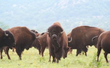YELLOWSTONE TO REMOVE 900 BISON