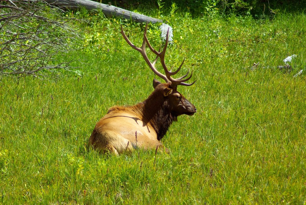COLORADO PLANS TO TEST ELK FOR CWD
