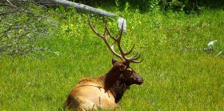COLORADO PLANS TO TEST ELK FOR CWD