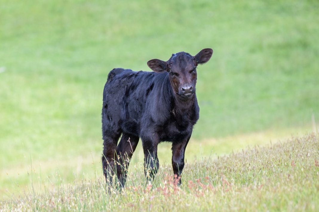 FERAL CATTLE TO BE SHOT IN THE GILA
