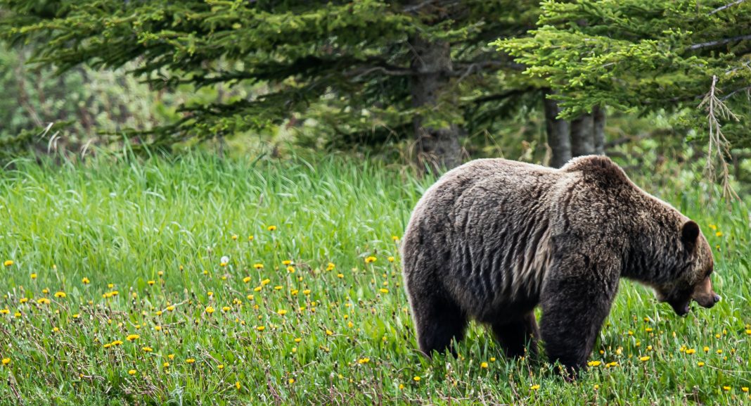 MONTANA COUNCIL QUESTIONING GRIZZLY HUNTS