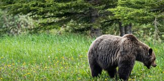 MONTANA COUNCIL QUESTIONING GRIZZLY HUNTS