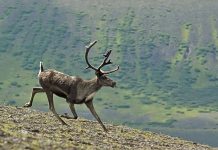 CANADAIN CARIBOU HUNTING BAN, A STORY OF TROUBLED MANAGEMENT