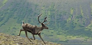 CANADAIN CARIBOU HUNTING BAN, A STORY OF TROUBLED MANAGEMENT