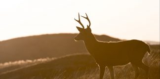 MONTANA FWP SEEKS COMMENT ON WILDLIFE PROPOSALS