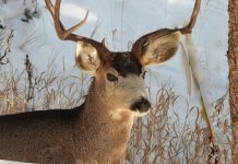 CWD DETECTED IN GREAT FALLS CITY LIMITS