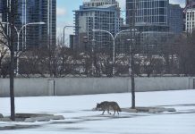 MAN KILLS COYOTE WITH BARE HANDS
