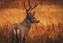 OKLAHOMA SEEKS PUBLIC INPUT ON CHANGES TO WILDLIFE RULES